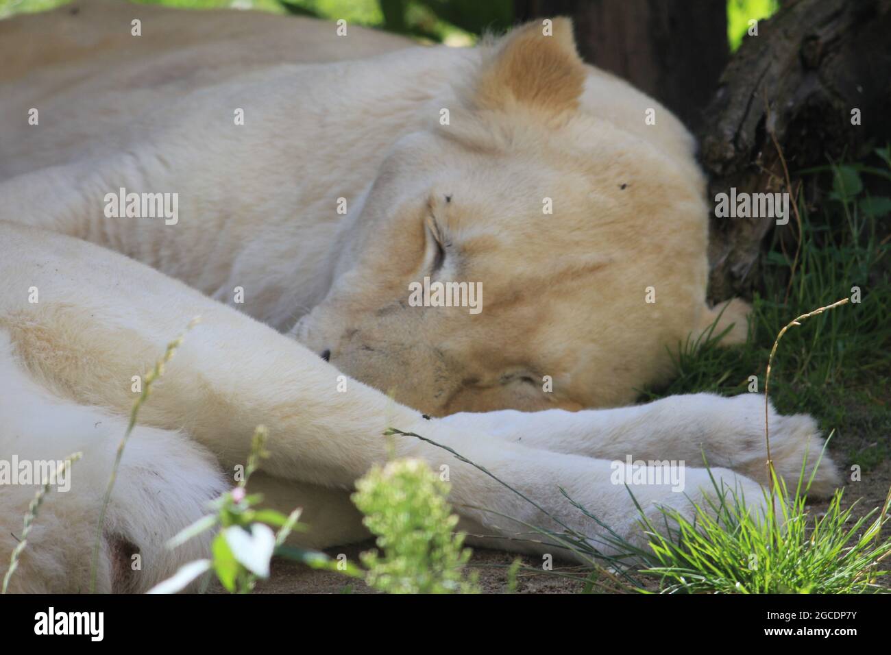 African lion Stock Photo