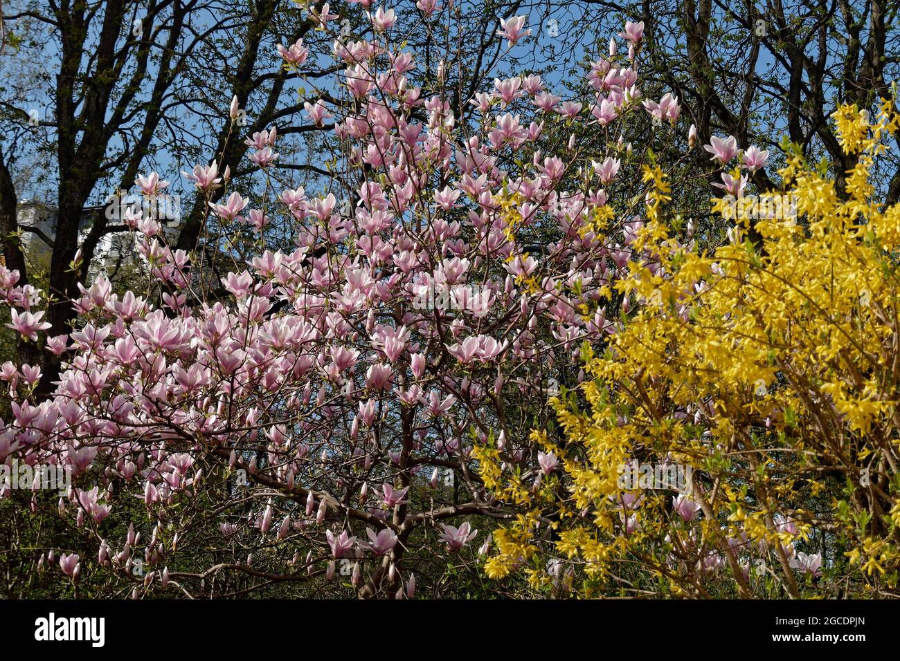 Fruehling in Berlin, Magnolien, Magnoliaceae, Blueten, Kreuzberg, Berlin Stock Photo