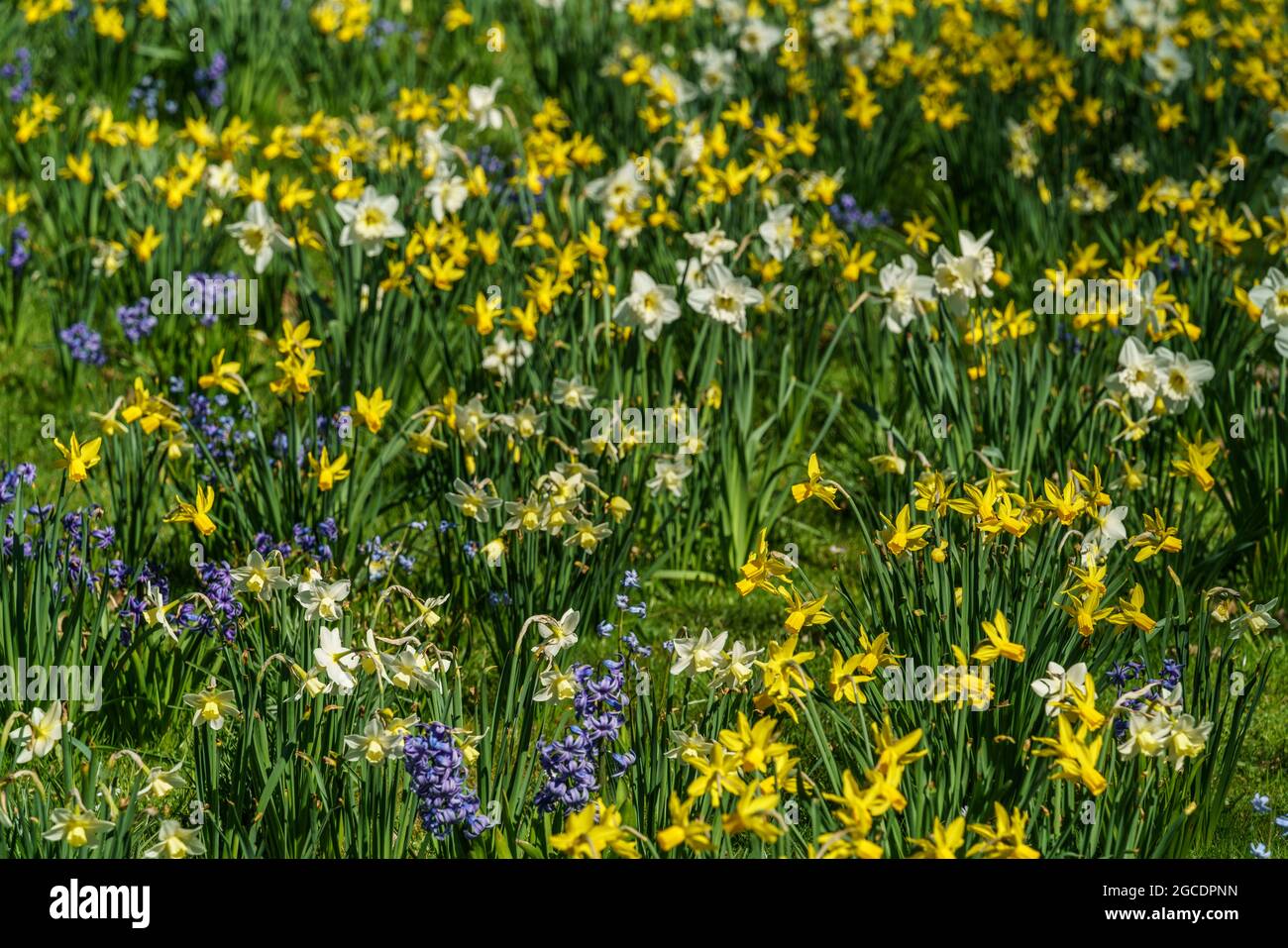 Fruehling in Berlin, Britzer Garten, Weiße und gelbe  Osterglocken, kleinkronige Narzissen, Narcissus pseudonarcissus, Stock Photo
