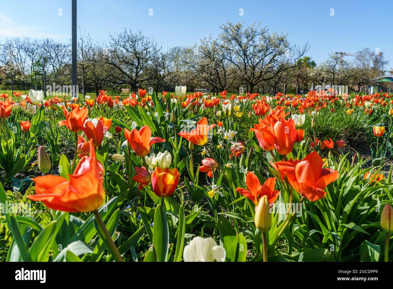 Tulipan ,Tuelpenbluete im  Britzer Garten in Berlin im Fruehling, Deutschland, Europa Stock Photo
