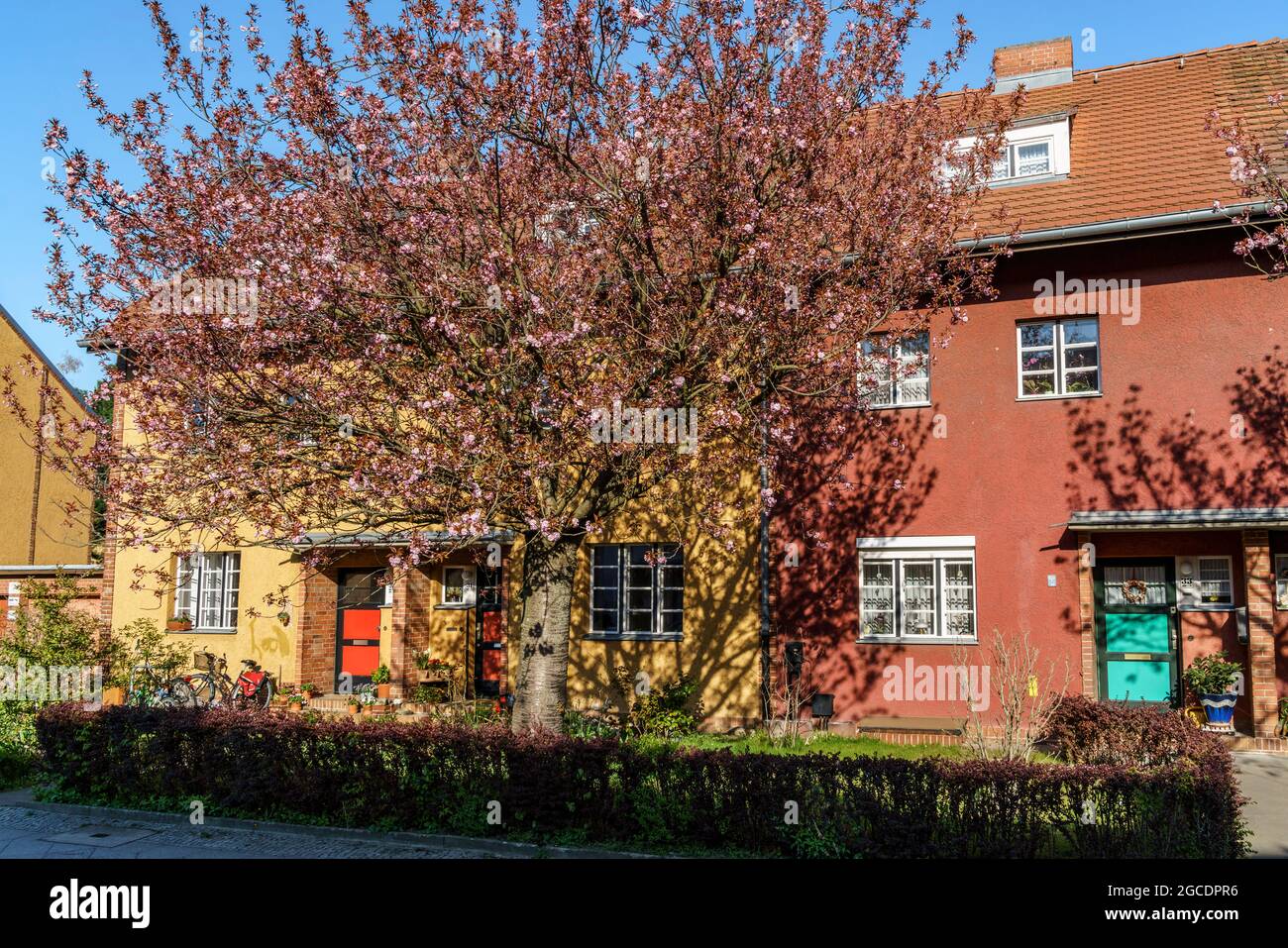 Hufeisensiedlung, von Bruno Taut,  Siedlung der Berliner Moderne, Welterbe der UNESCO, Kirschbluete, Fruehling, Berlin-Britz, Neukoelln, Berlin, Deuts Stock Photo