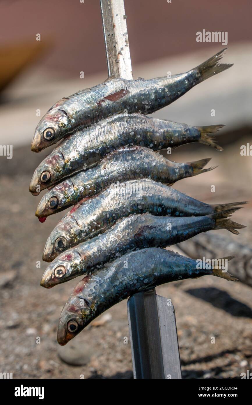 Mittelmeer fisch hi-res stock photography and images - Alamy