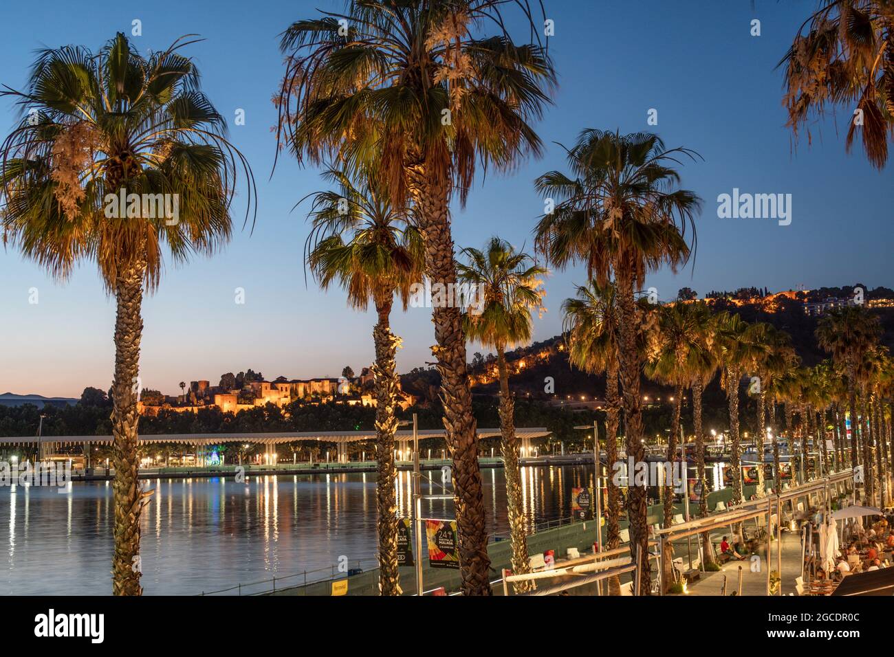 Paseo de la Forala, Promenade, Blaue Stunde, Palmen, Malaga, Costa del Sol, Provinz Malaga, Andalusien, Spanien, Europa, Stock Photo