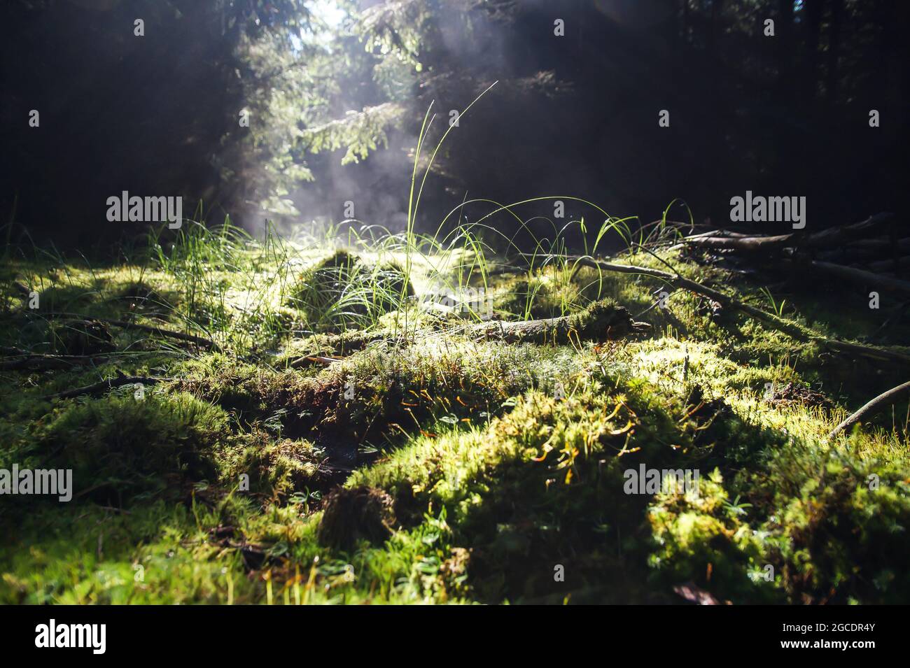 morning light fresh green grass and moss in the misty warm magical forest in summer Stock Photo