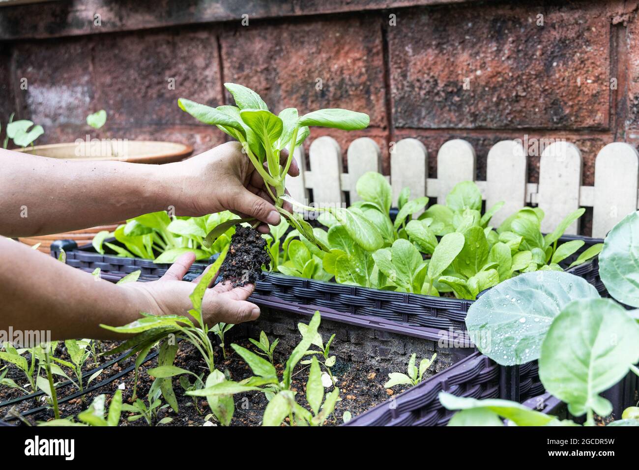 Hand harvesting organic choy sum vegetables grown pon planter box at home garden during covid-19 lockdown Stock Photo