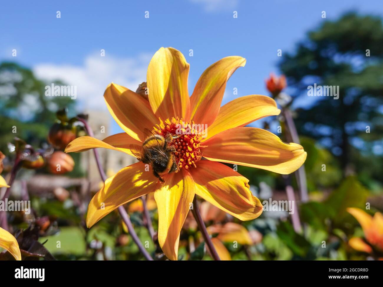 Bumblebee (Bombus terrestris) enjoying collecting pollen from a bright yellow dahlia, Bishop of York. UK Stock Photo
