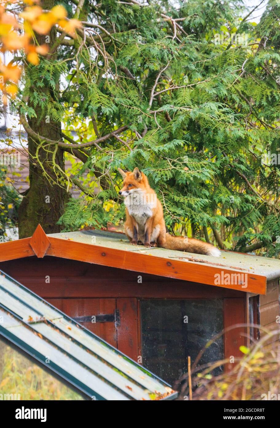 Urban adult wild red fox (Vulpes vulpes) sitting on a garden shed roof. UK Stock Photo