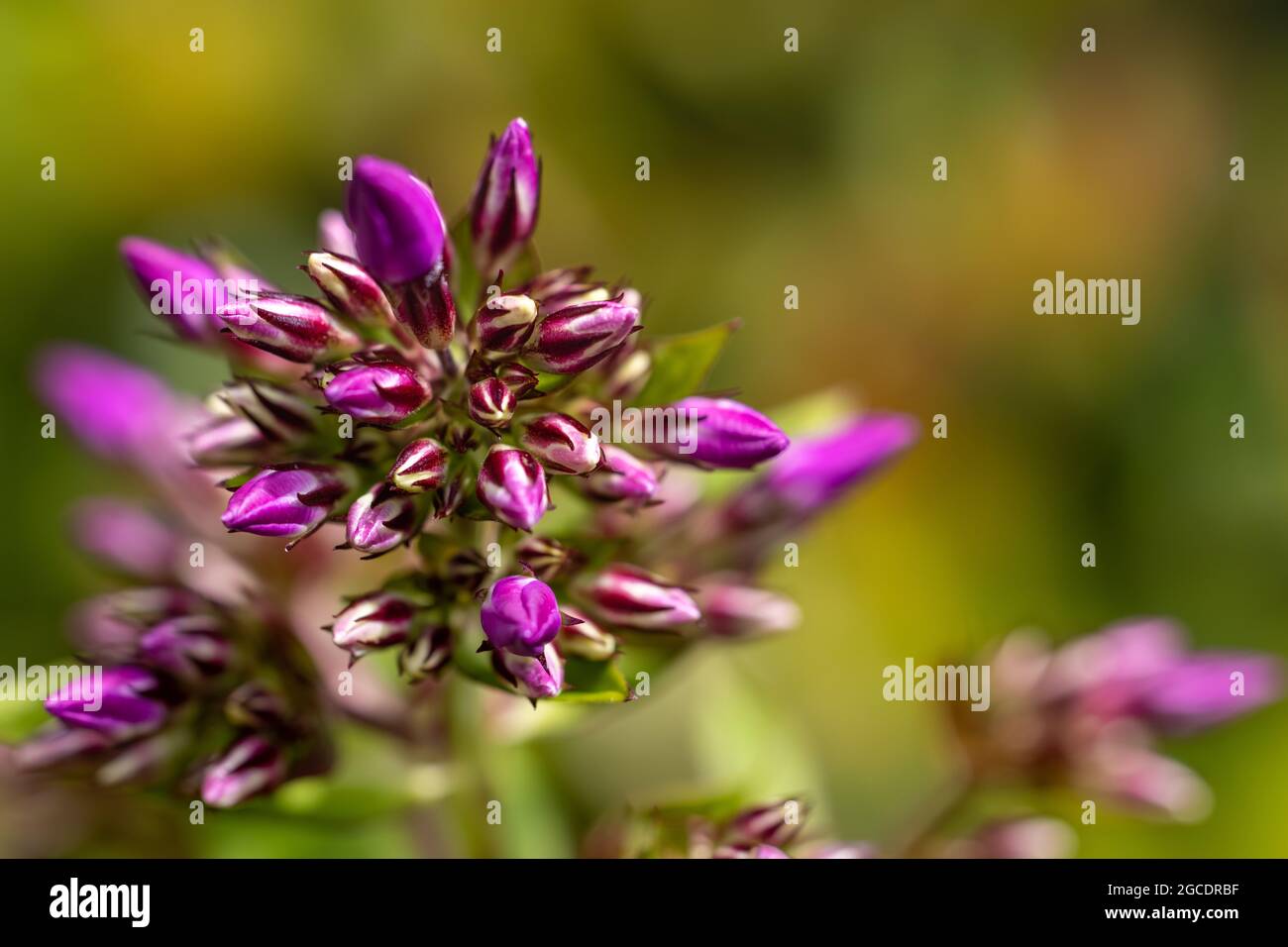 Phlox paniculata Stock Photo