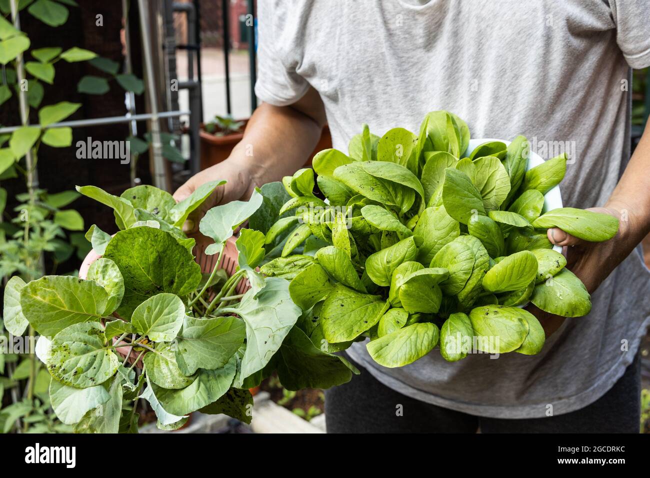 Person showing organic vegetables harvested from home garden. Grown during covid-19 lockdown to pass time Stock Photo