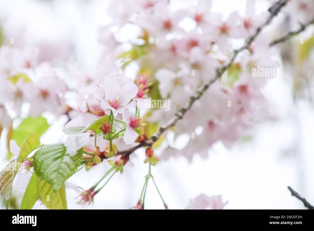 Cherry Blossom or Sakura flower on nature background Stock Photo - Alamy