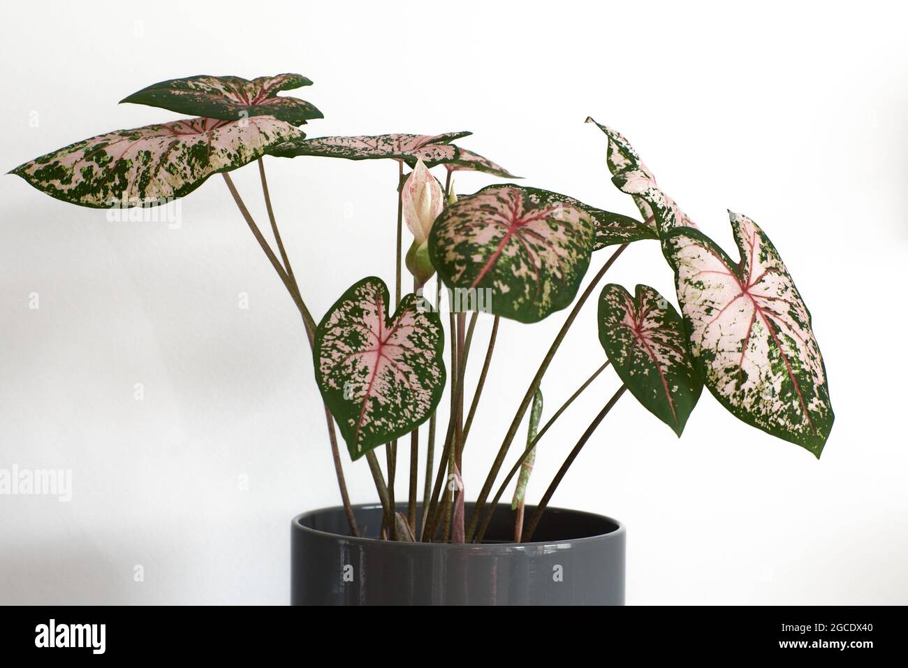 Caladium pink beauty bulb with amazing leafs. The pink and green leafs are beautiful against the white background. Stock Photo