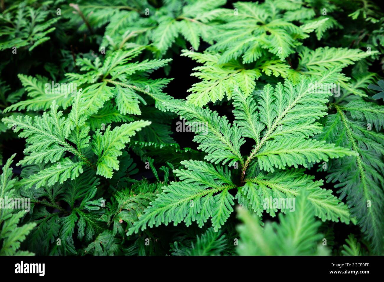 Fern texture background hi-res stock photography and images - Alamy