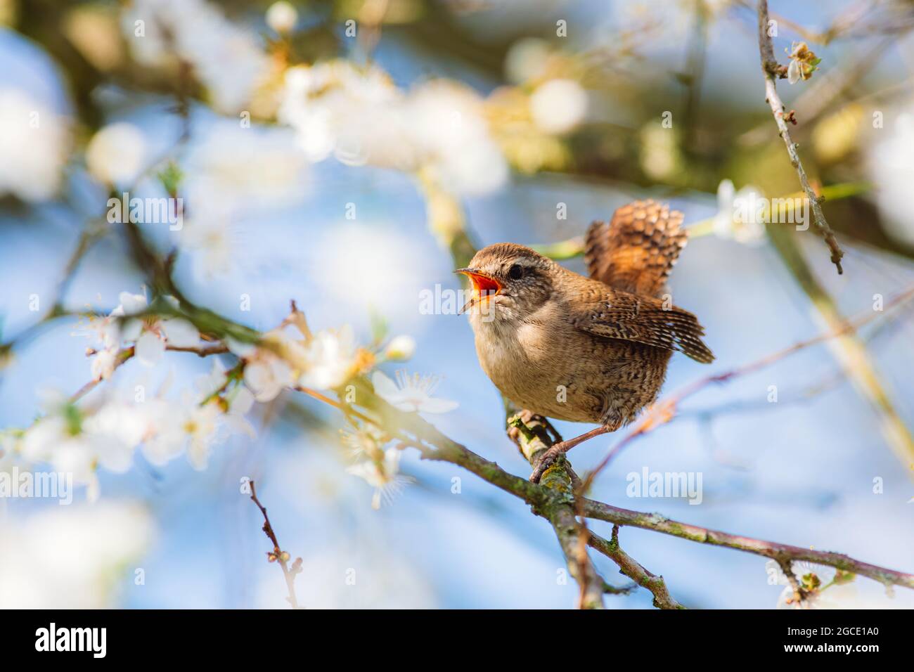 Little cute Eurasian wren (Troglodytes troglodytes) sitting on a branch of a blossoming cherry and singing. Spring, bird very close up, blue sky. Stock Photo