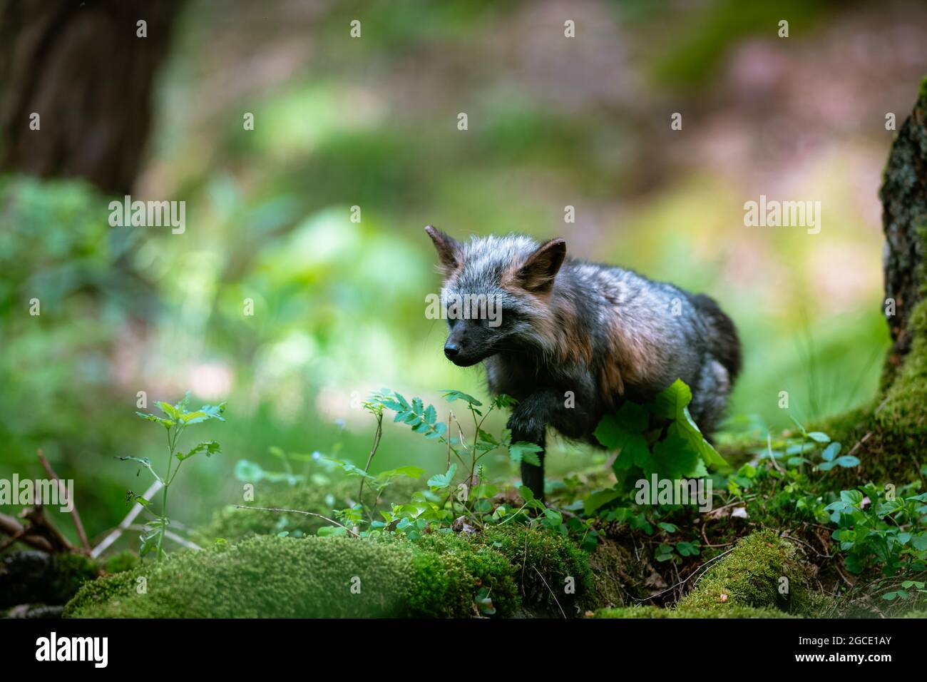 Black fox hires stock photography and images Alamy