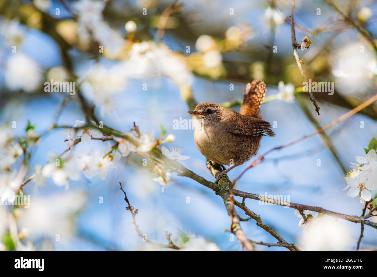 Little cute Eurasian wren (Troglodytes troglodytes) sitting on a branch of a blossoming cherry and singing. Spring, bird very close up, blue sky. Stock Photo