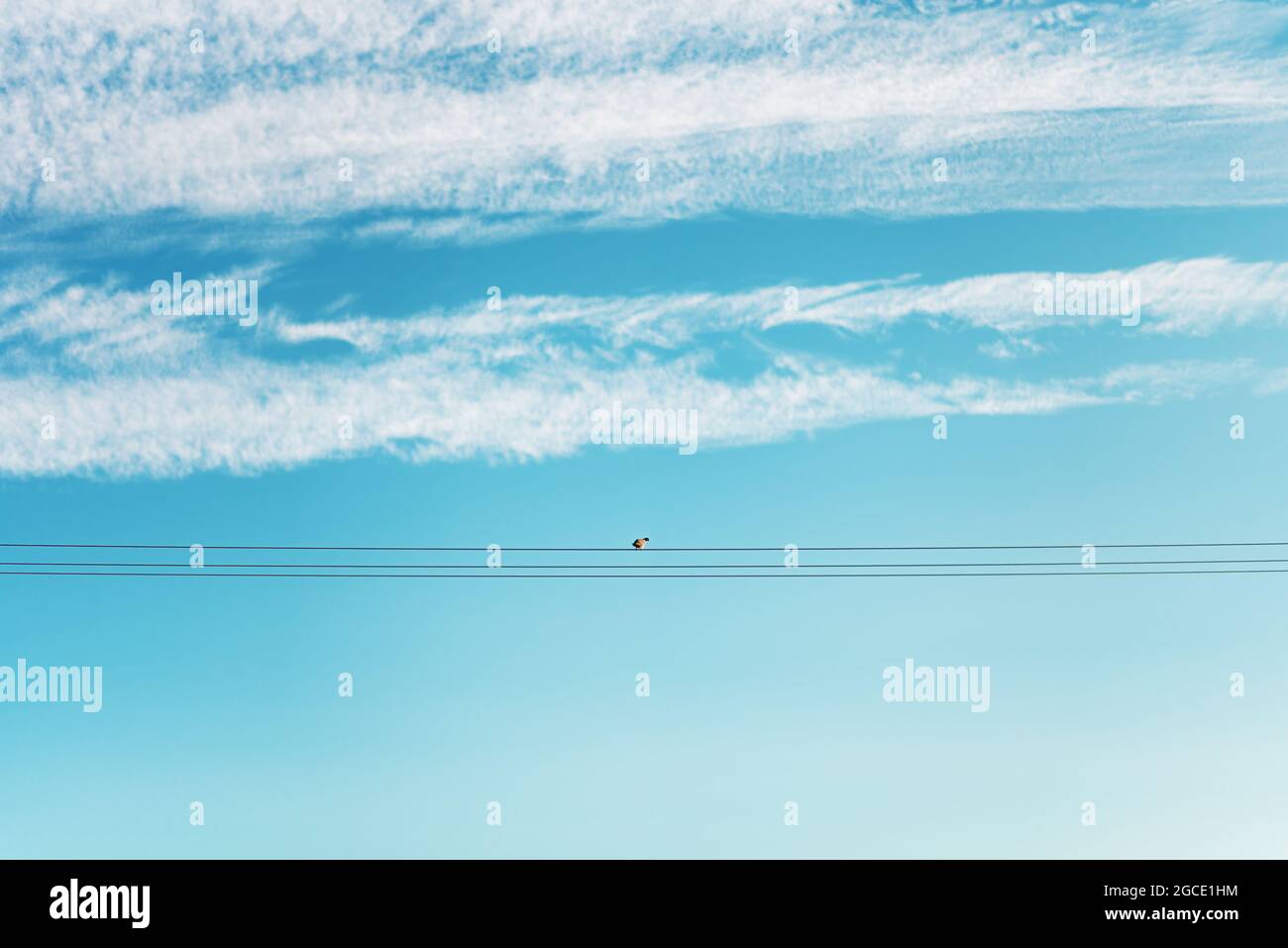 one bird on a power line Stock Photo