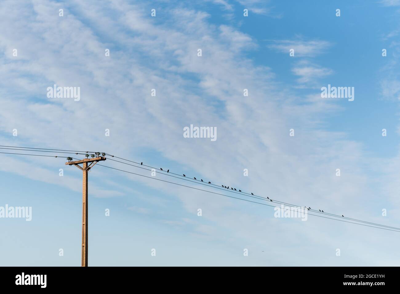flock of birds on power lines Stock Photo Alamy