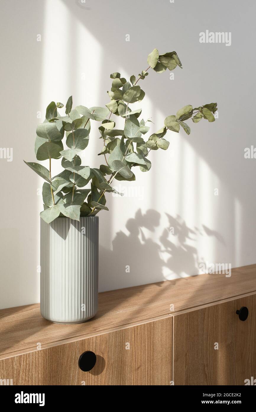 Dry eucalyptus branches in modern minimalist grey vase on wooden TV stand  with beautiful shadows from sun on white wall Stock Photo - Alamy