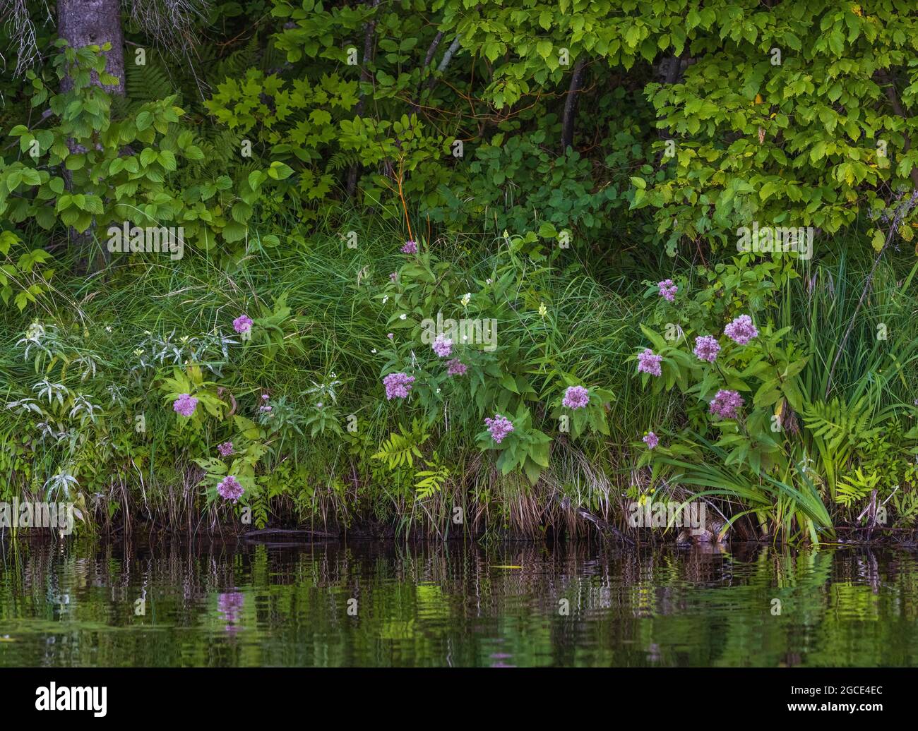 Swamp milkweed growing on the shoreline of Barber Lake in northern Wisconsin. Stock Photo