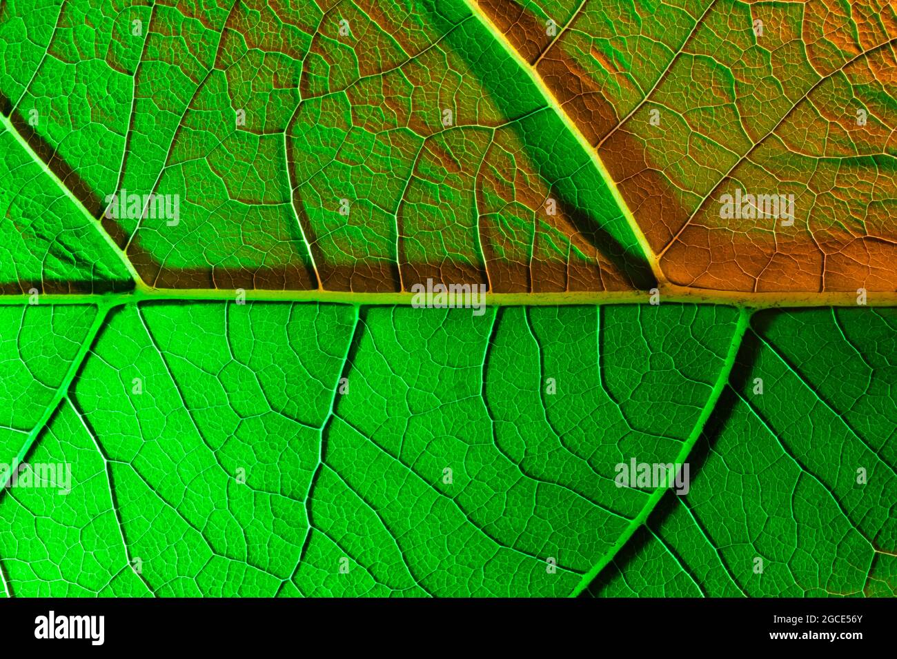green leaf texture. Macro photo, use as background or texture Stock ...