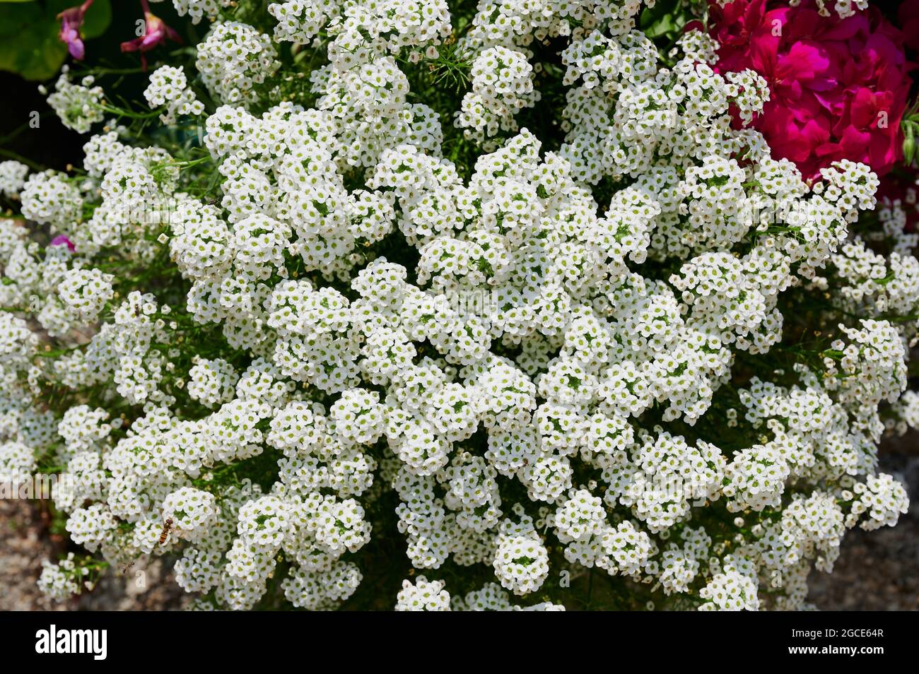 Alyssum flower hi-res stock photography and images - Alamy