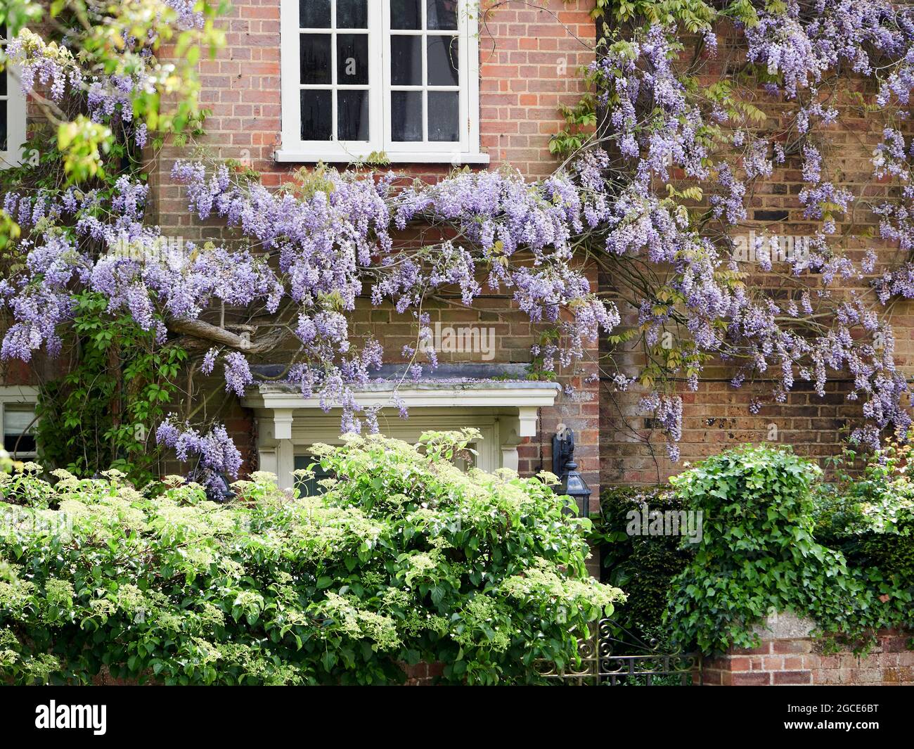Close up of Wisteria on the front of a period cottage, Bennington, East Hertfordshire, four miles east of Stevenage. Stock Photo