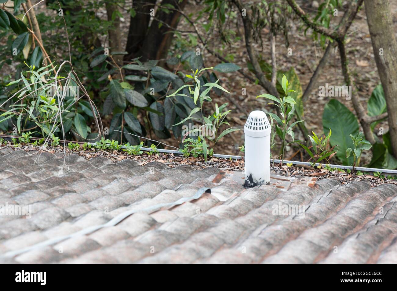 Clogged roof rain gutter full of dry leaf and plant growing in it Stock Photo