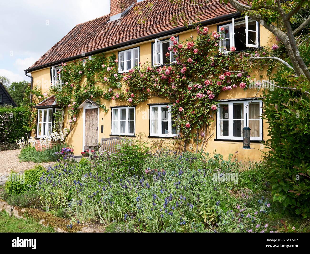 Climbing roses on the front of a period cottage, Bennington, East Hertfordshire, four miles east of Stevenage. Stock Photo