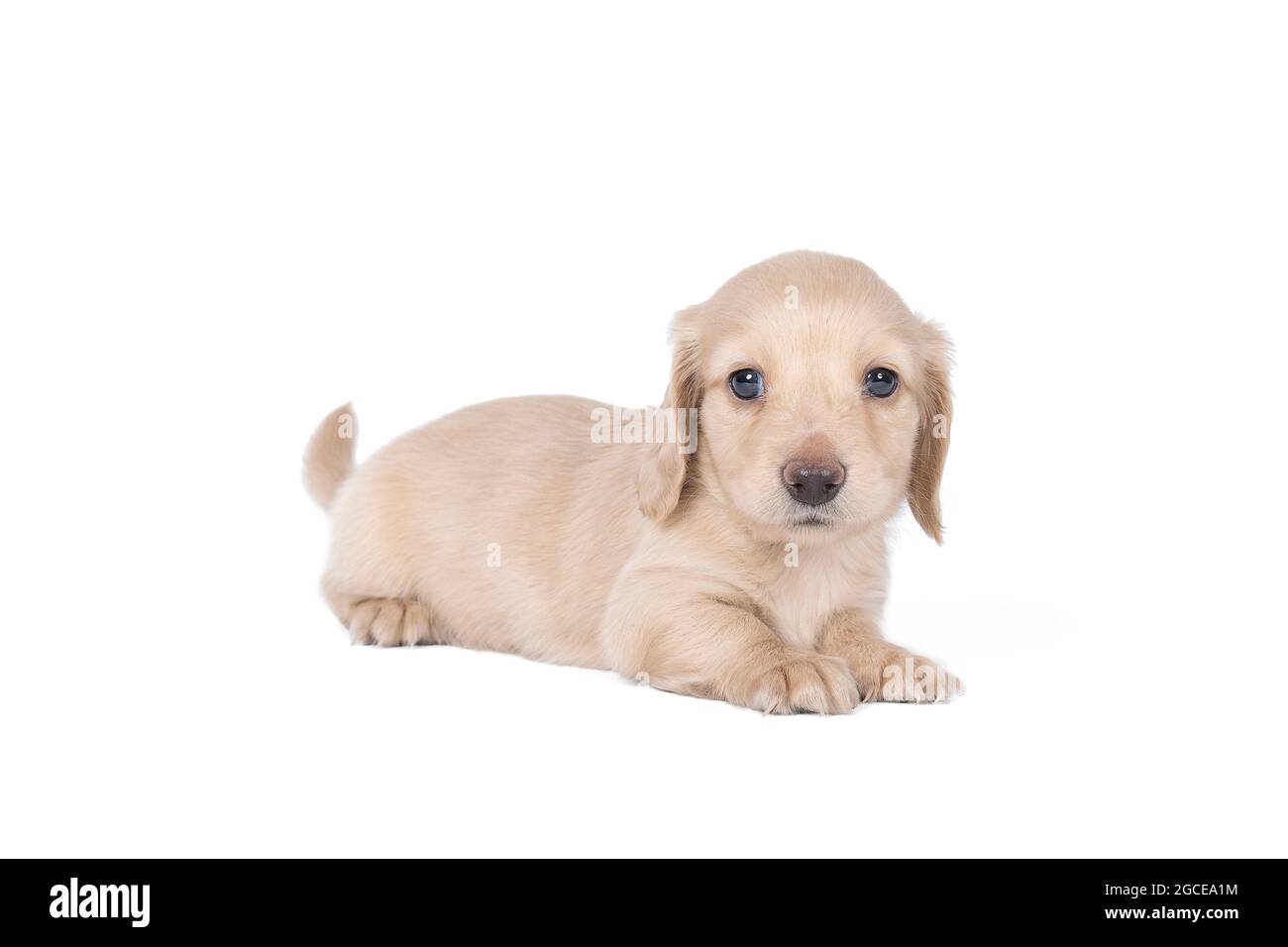 Closeup of a blonde longhaired  wire-haired Dachshund  dog isolated on a white background Stock Photo