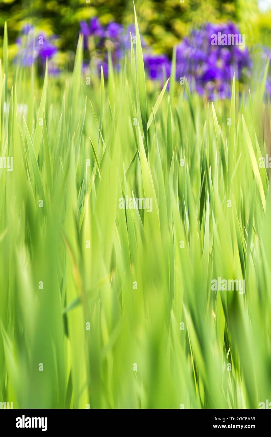 Purple and bright green leaf hi-res stock photography and images - Alamy