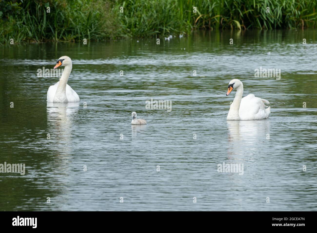 Pair of mute swans (Cygnus olor) with a young cygnet on a river, England, UK, during summer Stock Photo