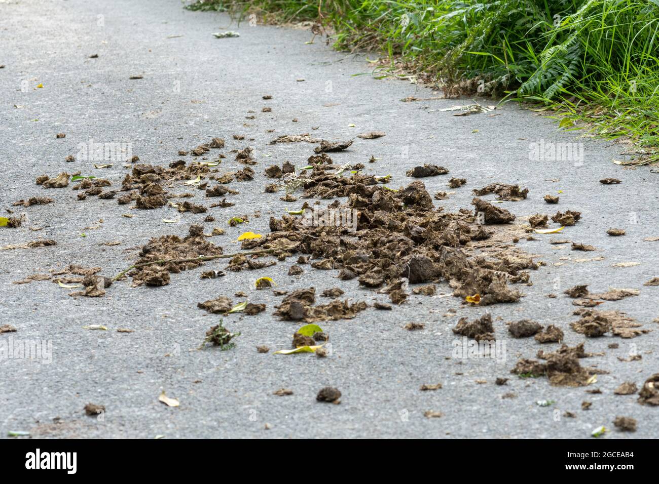 Horse manure or droppings on a country road, UK Stock Photo