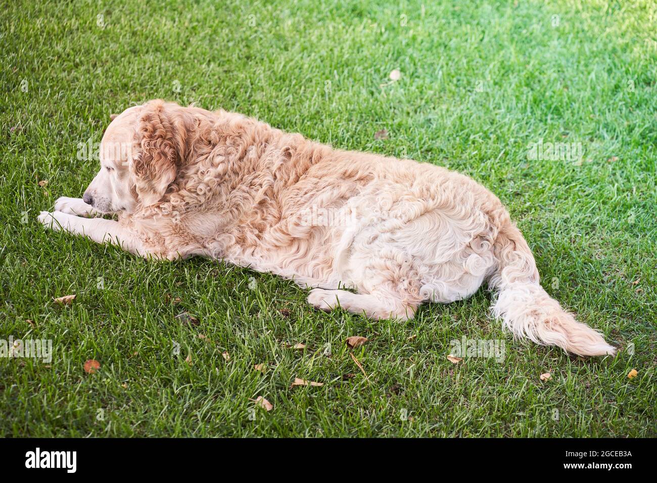 curly dog Labrador retriever outdoors on a sunny summer day sleeping on a flat lawn. High quality photo Stock Photo