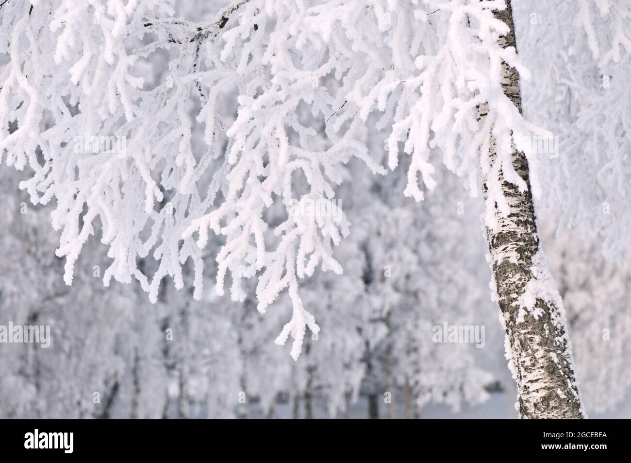 Frost and snow covered birch tree. Stock Photo