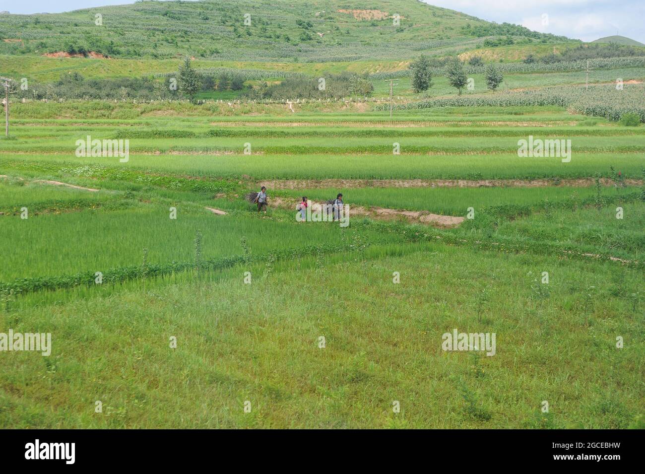 07.08.2012, North Korea, Asia - A rural scene in the countryside shows locals carrying firewood while walking through agricultural land. Stock Photo
