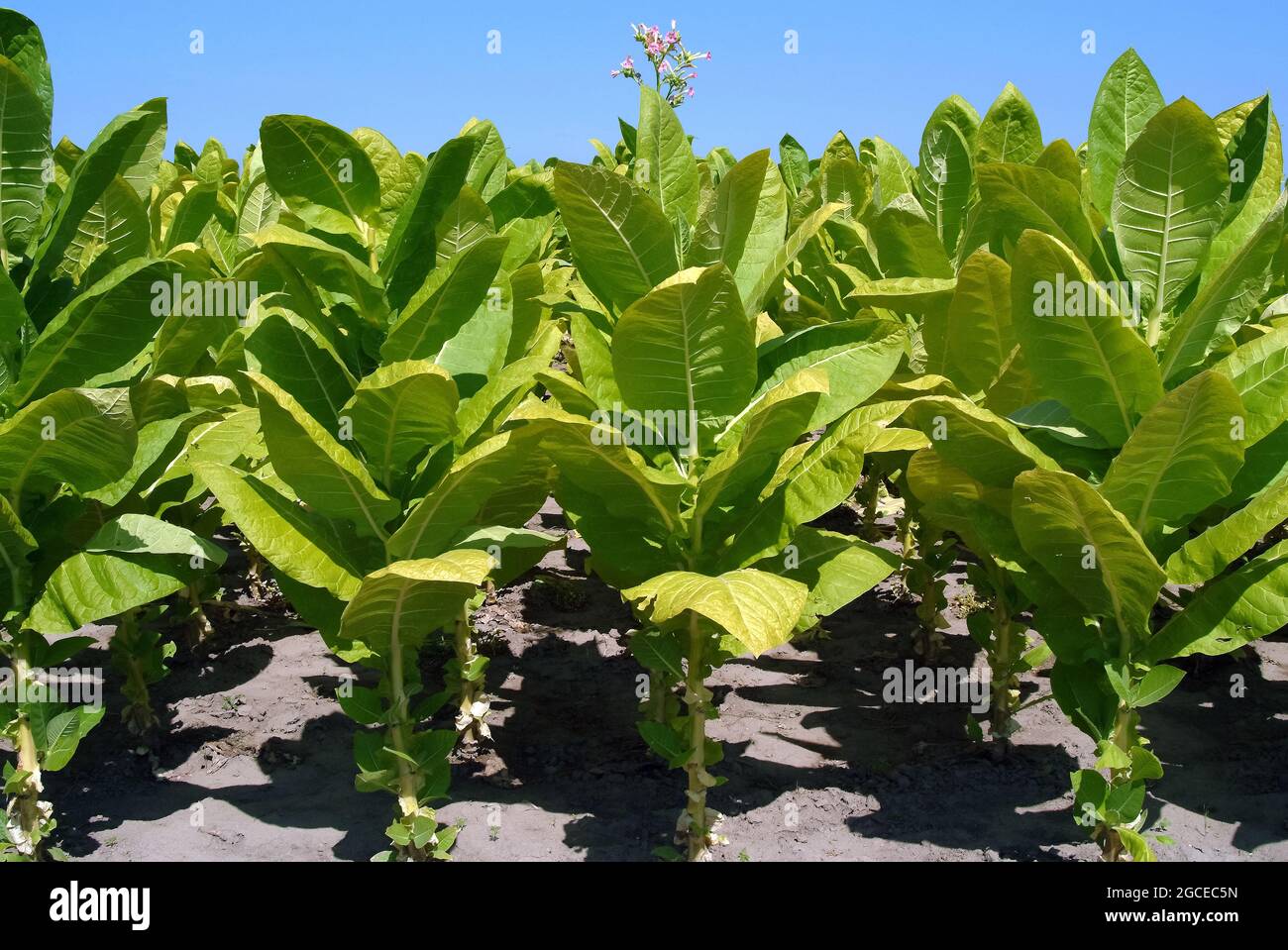 tobacco, Virginischer Tabak, Nicotiana tabacum, dohány, Hungary, Magyarország, Europe Stock Photo