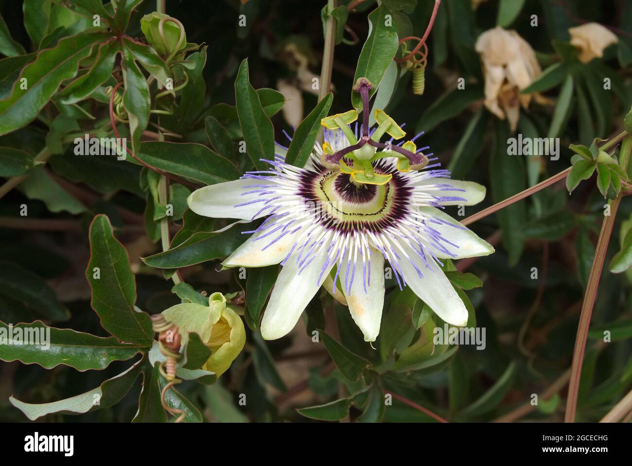 blue passionflower, bluecrown passionflower or common passion flower