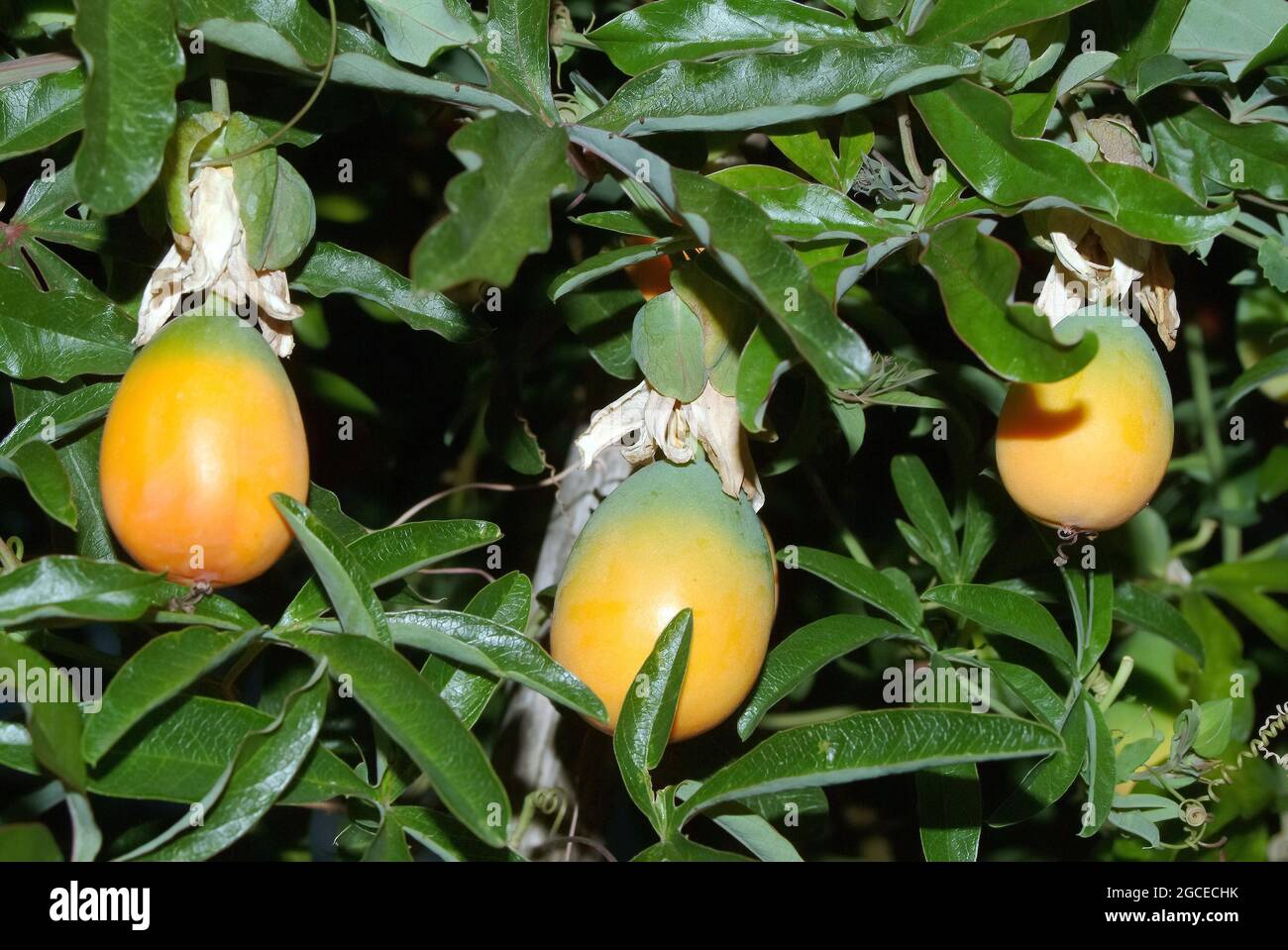 Golgotavirag hi-res stock photography and images - Alamy