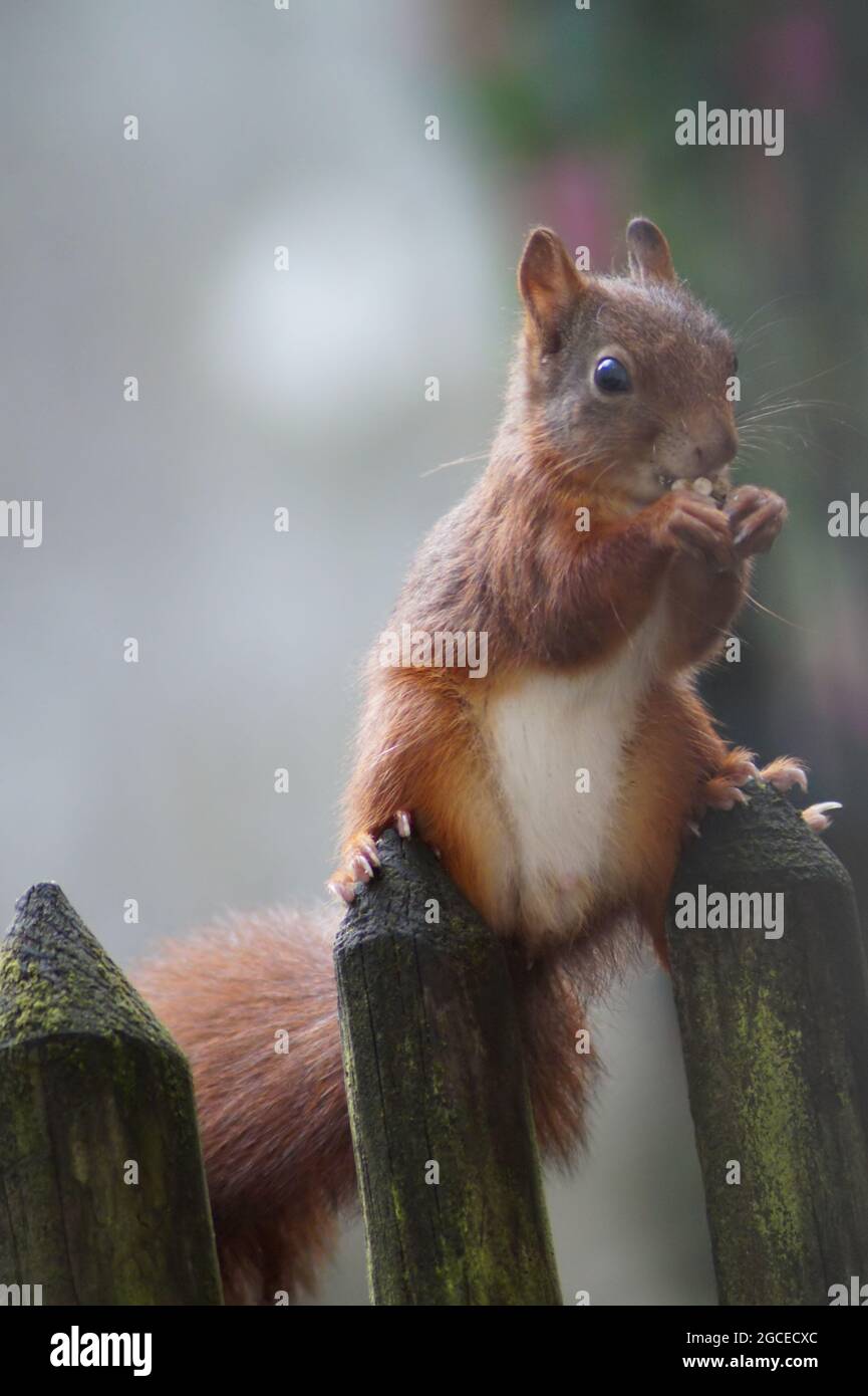 Cute squirrel in the garden Stock Photo - Alamy