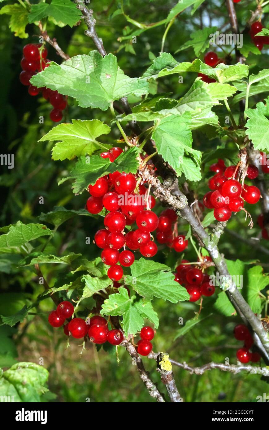 red currant, Rote Ribisel, Rote Johannisbeere, Ribes rubrum, vörös ribiszke, Hungary, Magyarország, Europe Stock Photo