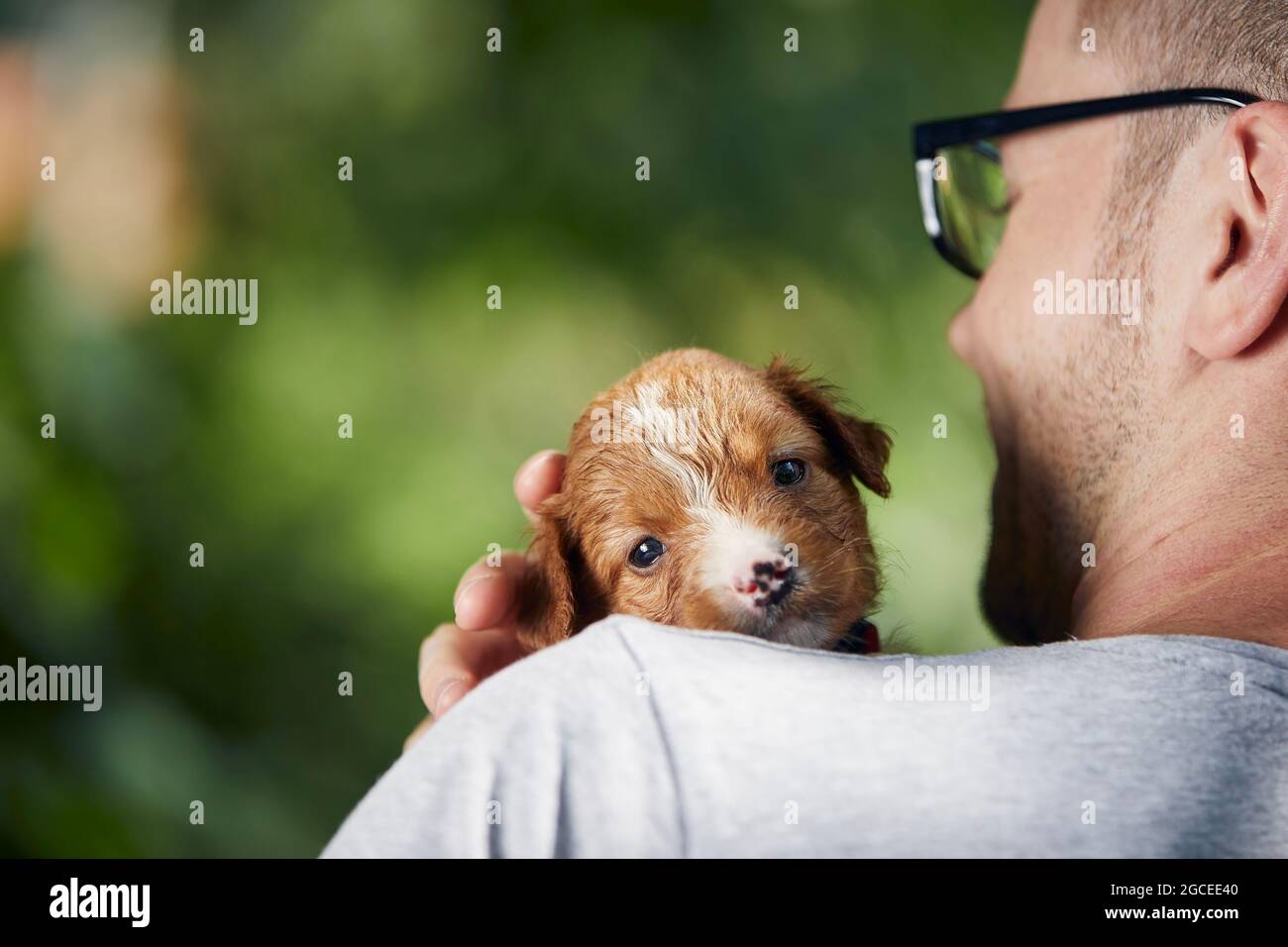 Man holding cute puppy on shoulder. Nova Scotia Duck Tolling Retriever looking at camera Stock Photo