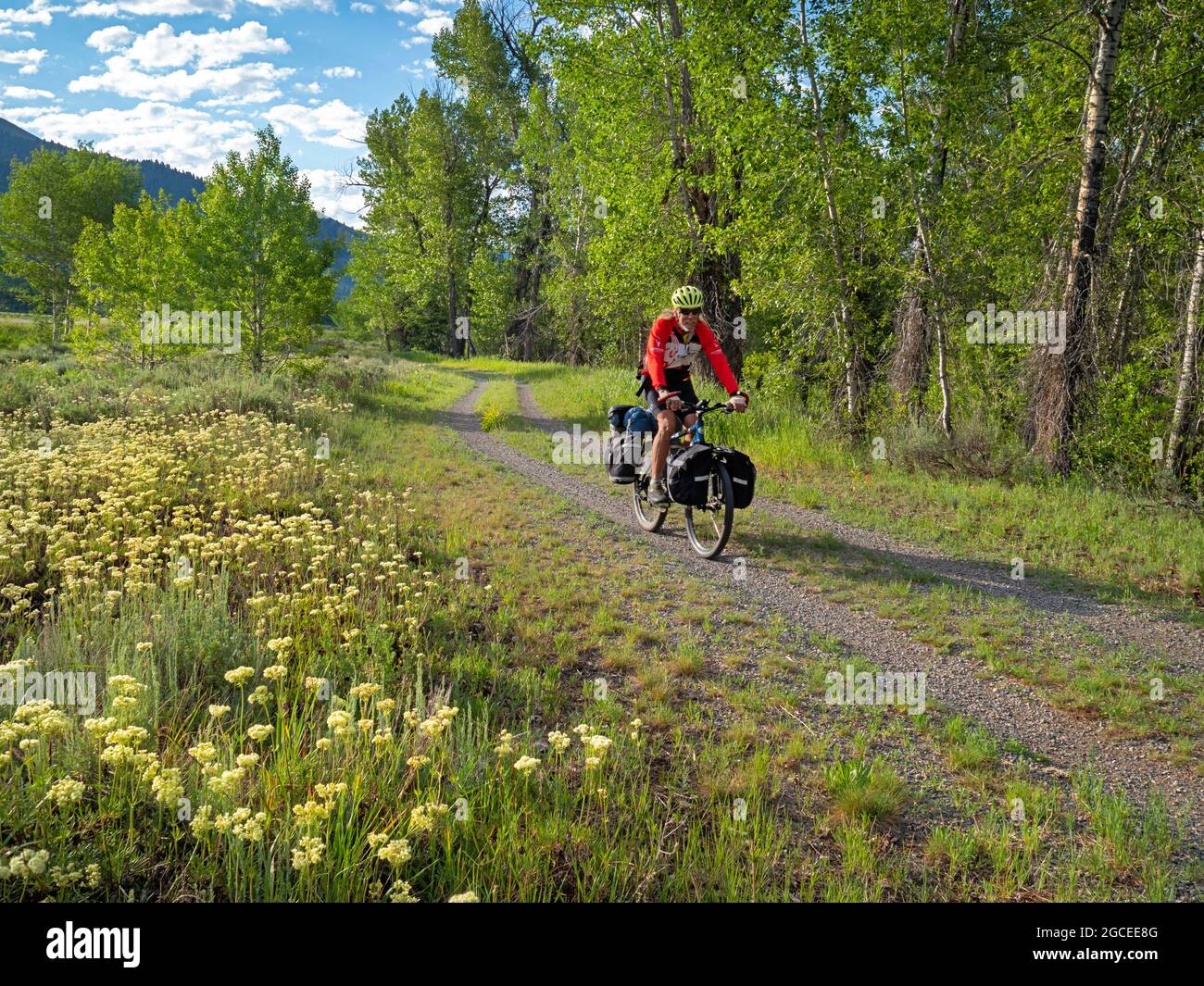 ID00798-00...IDAHO - Riding the Harriman Trail through flower covered meadows north of Ketchum. Stock Photo