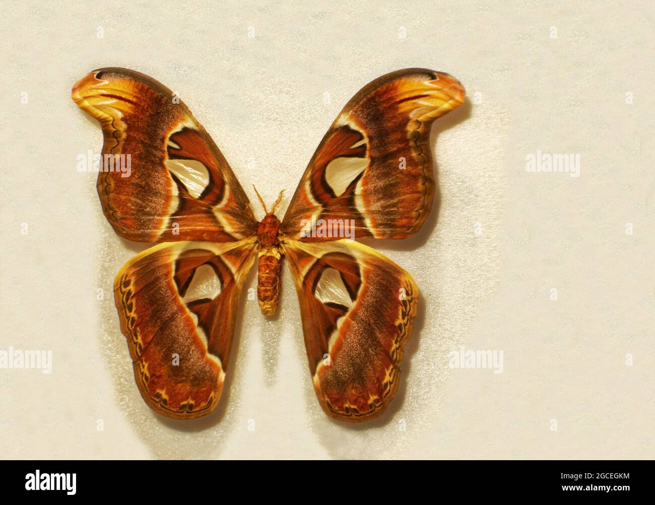 Photo of butterflies Attacus dohertyi, Stock Photo