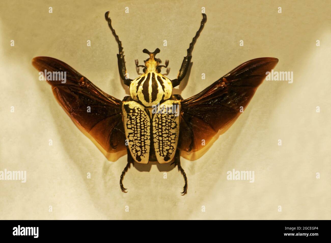 Goliath Beetle Wings