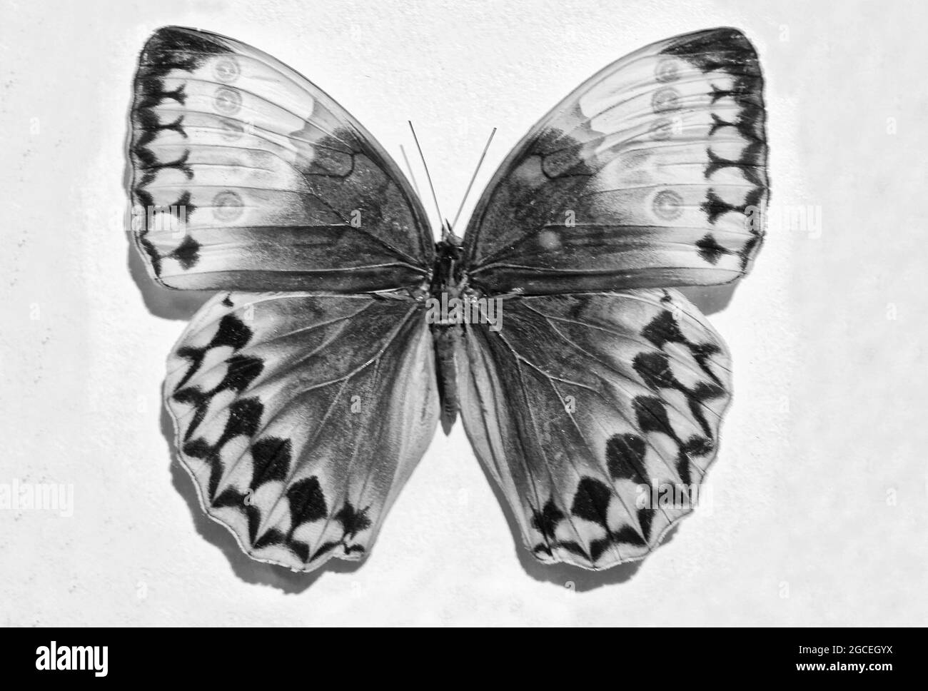 Photo butterflies Stichophthalma Louisa Mathilda Stock Photo