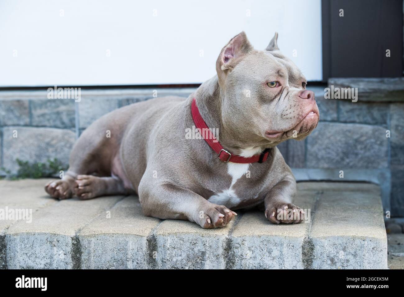 Lilac color American Bully dog guards the house outside Stock Photo - Alamy