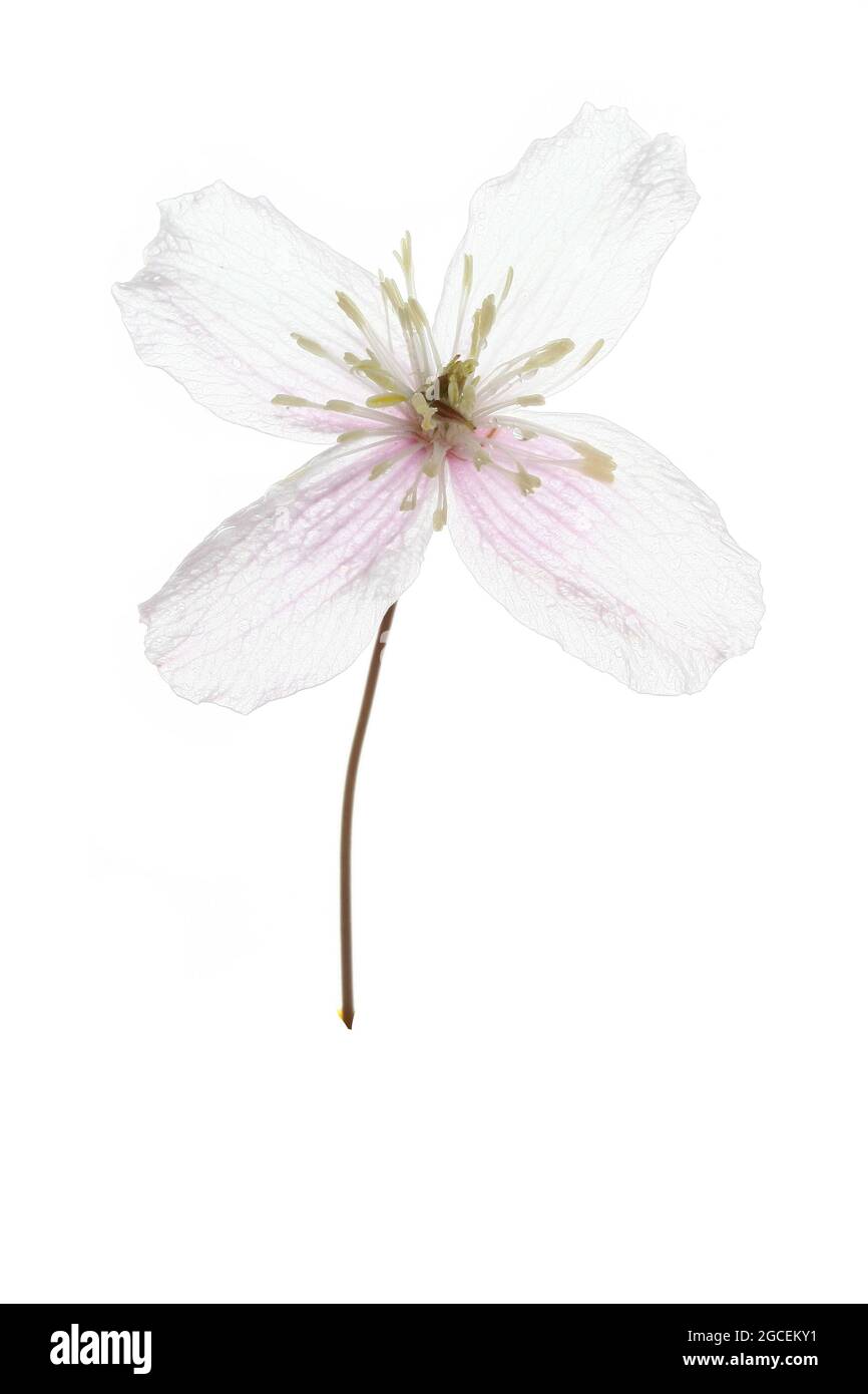 A single open flower of a Clematis Montana Wilsonii photographed against a white background Stock Photo