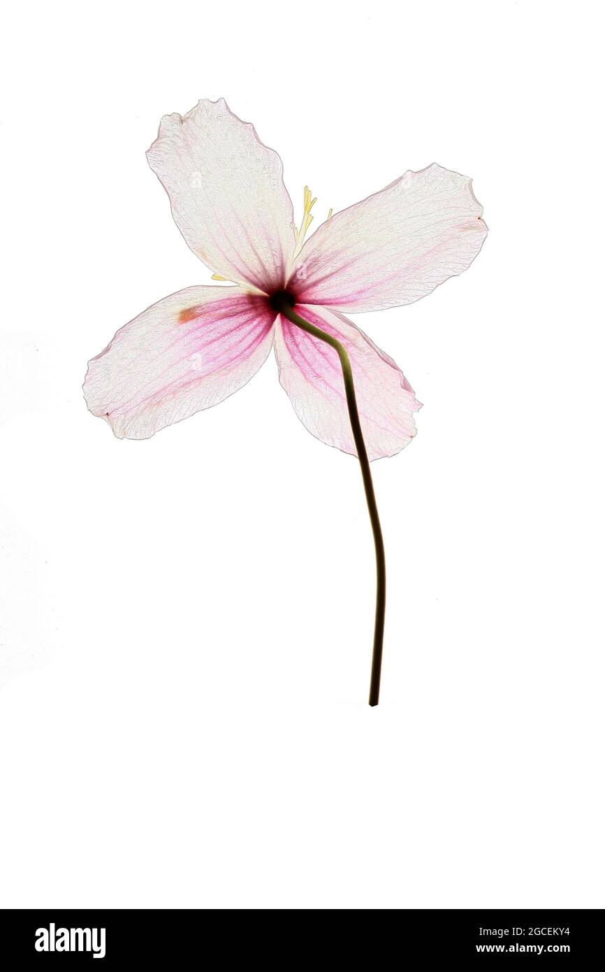 A single open flower of a Clematis Montana Wilsonii photographed against a white background Stock Photo