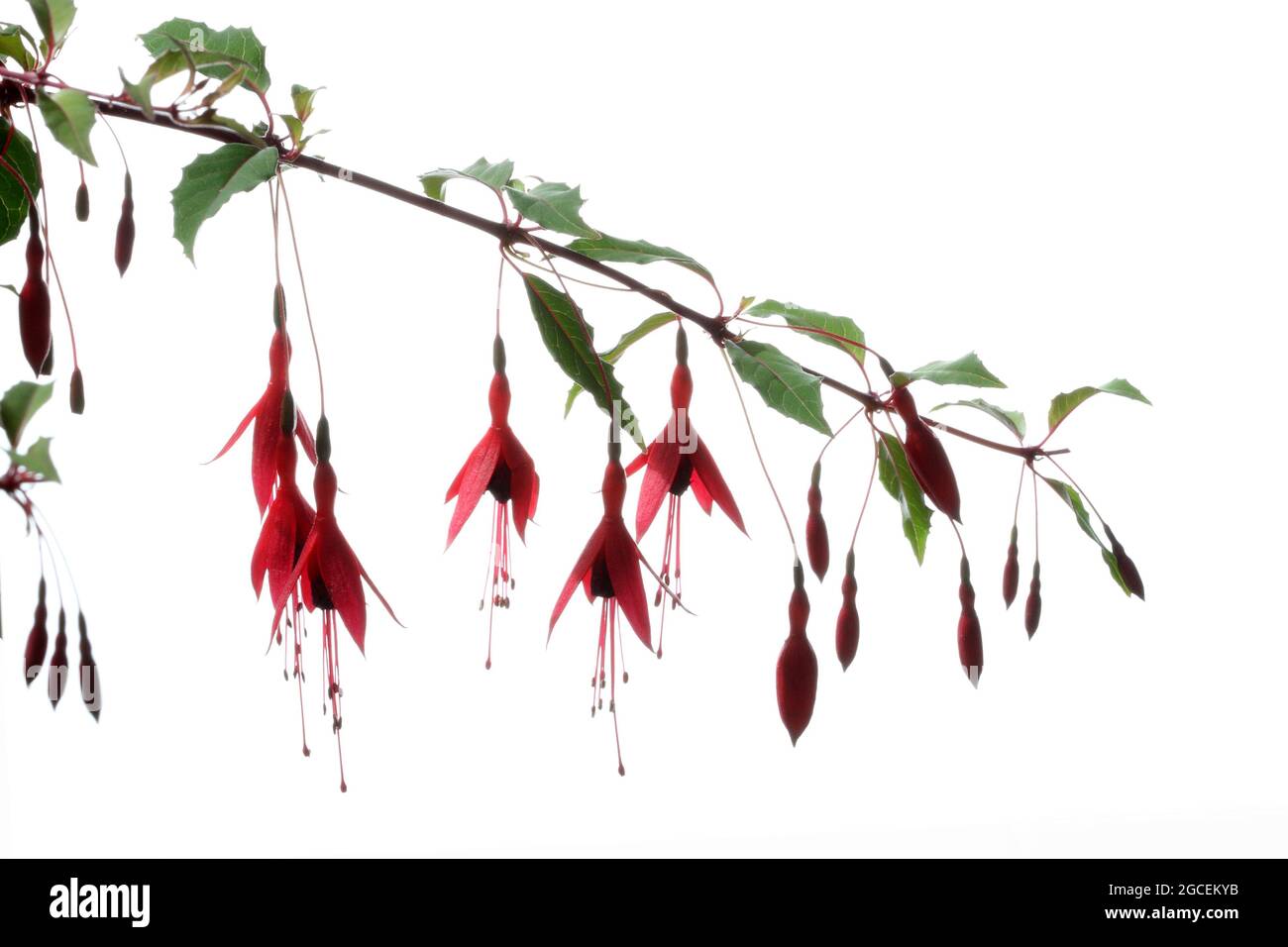 Flowering fuschia shrub with red and purple pendulous open flowers photographed against a white background Stock Photo