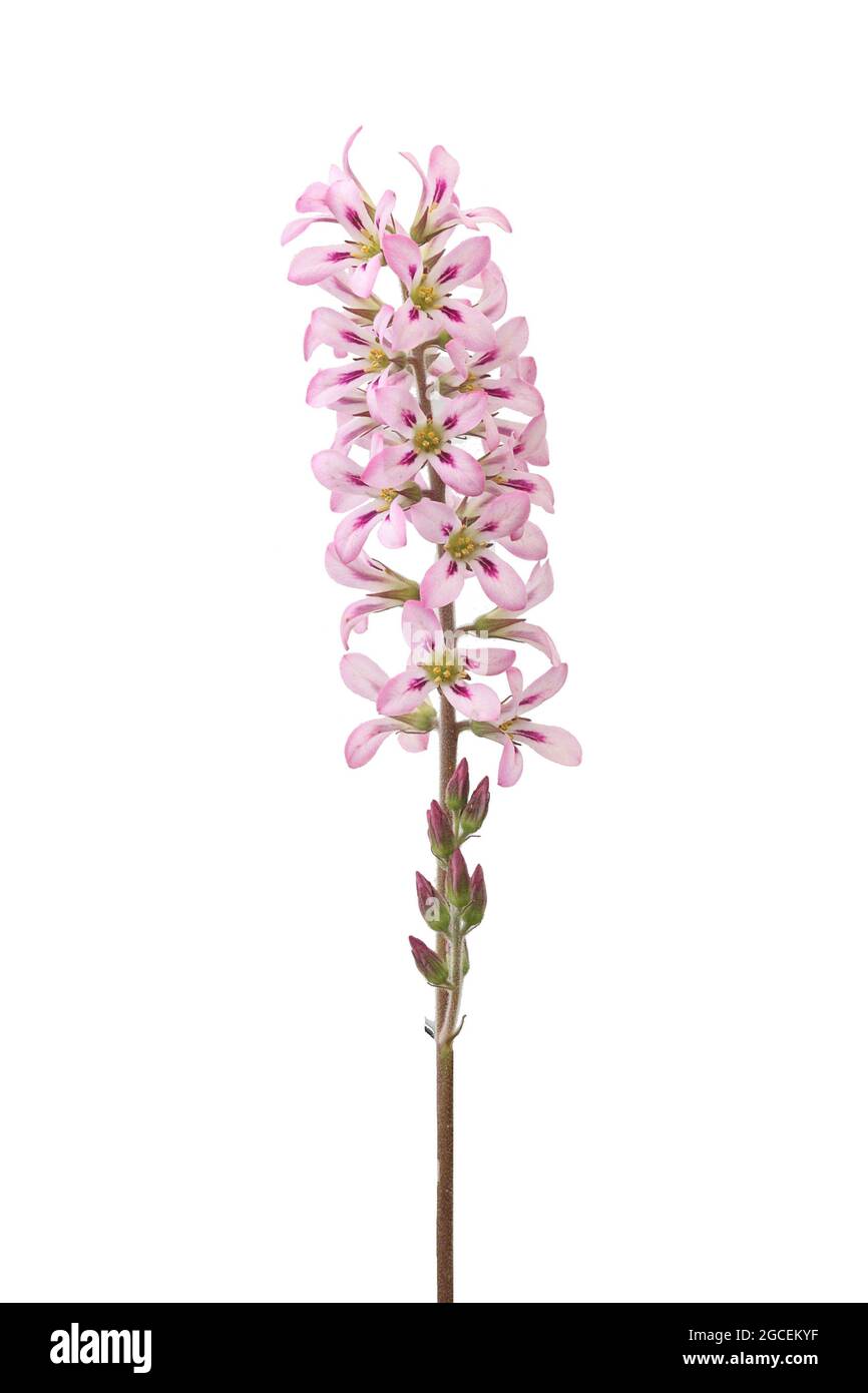 Single stem of a francoa sonchifolia with open pink flowers against a clear white background Stock Photo